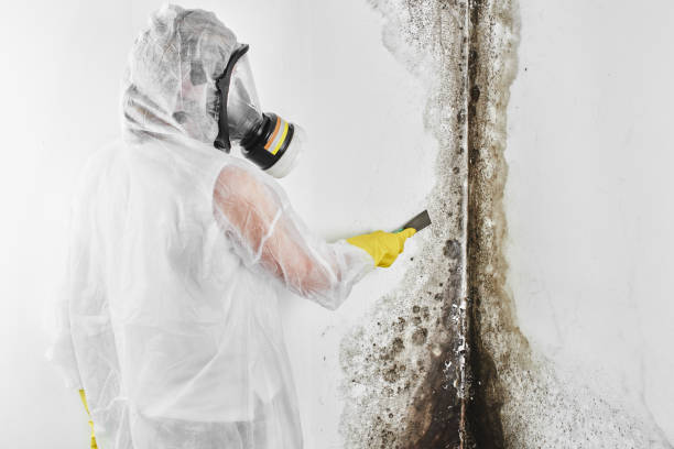 Best Attic Mold Removal  in Kalaeloa, HI