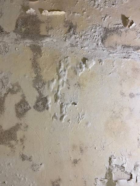 Best Toxic Mold Removal  in Kalaeloa, HI