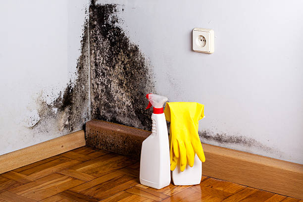 Mold Removal and Inspection in Kalaeloa, HI